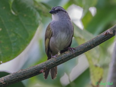 Arremonops conirostris