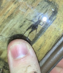 Macropathinae
