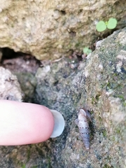 Papillifera papillaris