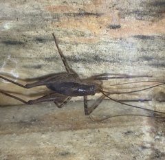 Macropathinae