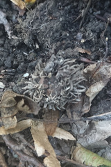 Quercus cerris