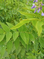 Galega orientalis