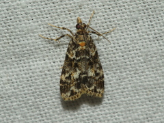Eudonia protorthra