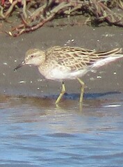Calidris acuminata