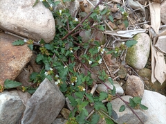 Melochia corchorifolia