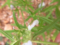 Leucas