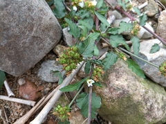 Melochia corchorifolia