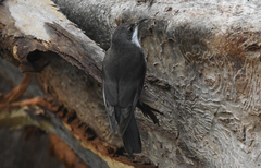 Cormobates leucophaea