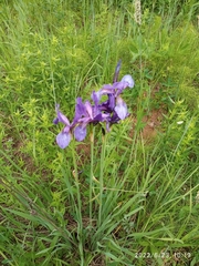 Iris sibirica