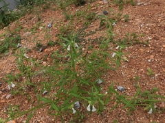 Leucas