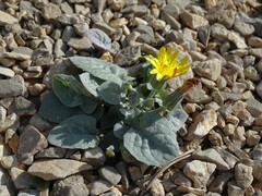 Crepis pygmaea
