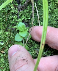 Epilobium pedunculare