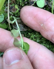 Epilobium pedunculare