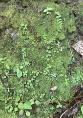 Epilobium pedunculare