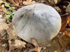 Tricholoma sciodes
