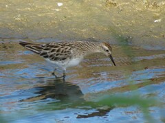 Calidris acuminata