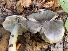 Tricholoma sciodes