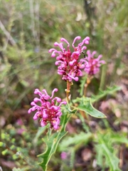Grevillea quercifolia