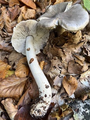 Tricholoma sciodes