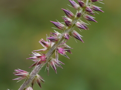 Achyranthes coynei
