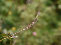 Achyranthes coynei