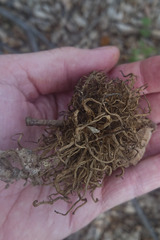 Andricus caputmedusae