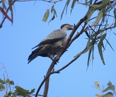 Lopholaimus antarcticus