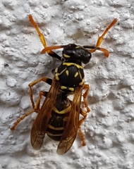 Polistes