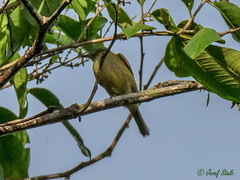 Mionectes oleagineus