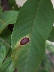 Pseudocercospora psidii