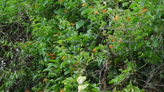 Cirrochroa tyche mithila