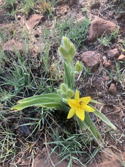 Hypoxis rigidula
