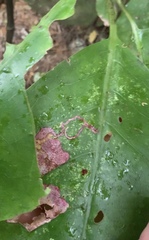 Corythoxestis zorionella