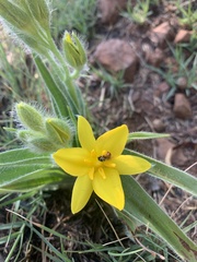 Hypoxis rigidula