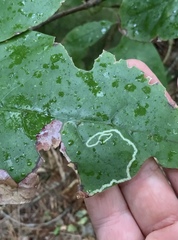 Corythoxestis zorionella