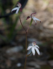 Caladenia cucullata