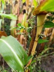 Fallopia convolvulus