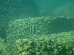 Zanclus cornutus