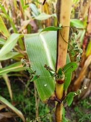 Fallopia convolvulus