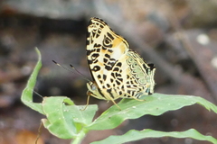 Symbrenthia hypselis