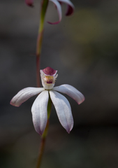 Caladenia cucullata