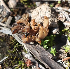 Clavulina vinaceocervina