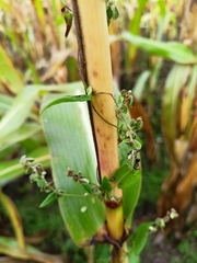 Fallopia convolvulus