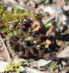 Clavulina vinaceocervina