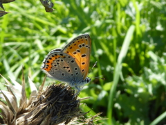 Lycaena thersamon