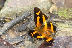 Symbrenthia hypselis