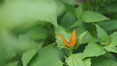 Cirrochroa tyche mithila