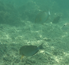 Acanthuridae