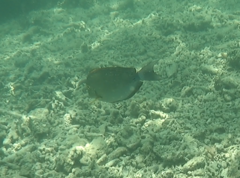 Acanthuridae