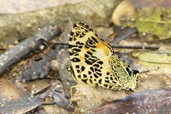 Symbrenthia hypselis